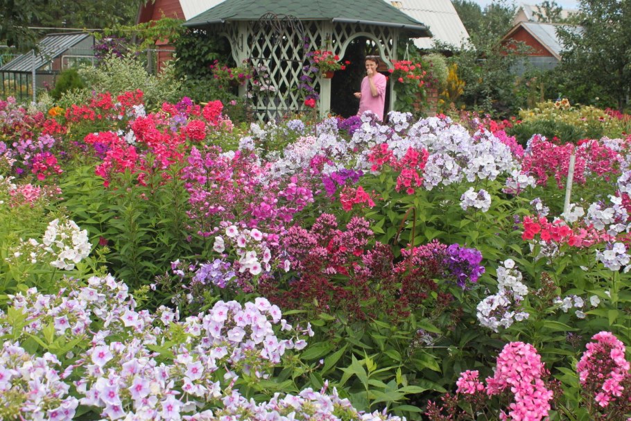 Флоксы многолетники