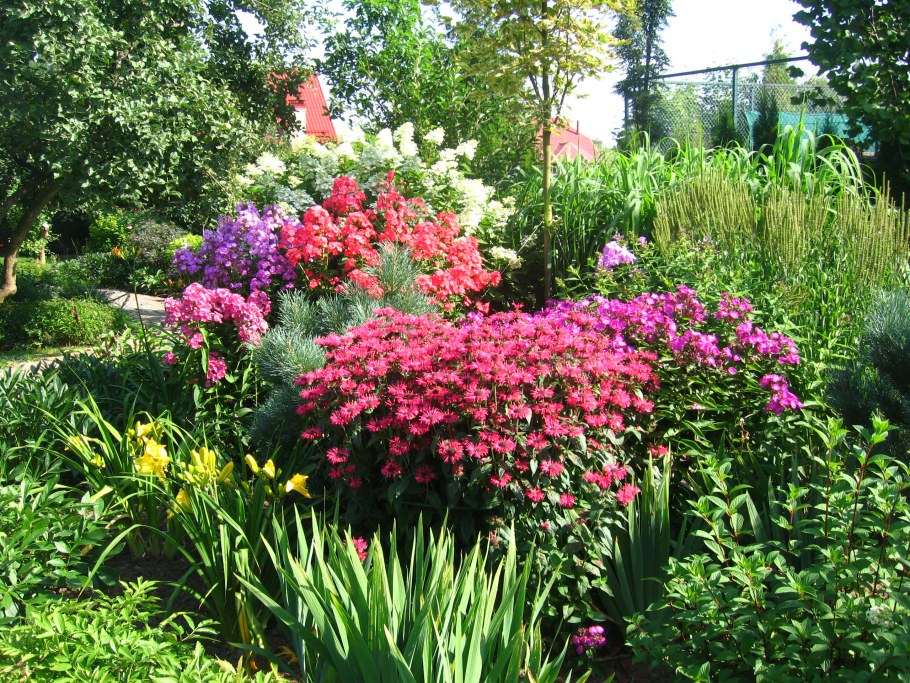 Флоксы в миксбордере