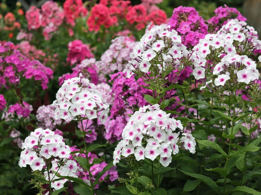 Флокс Радомир