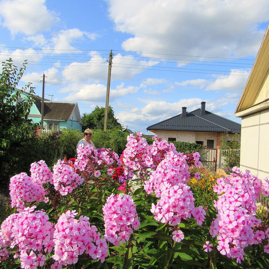 Клумба с флоксами