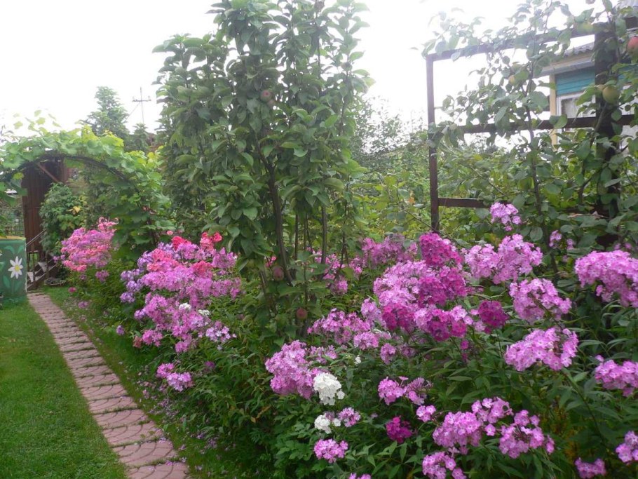 Флокс метельчатый в ландшафте