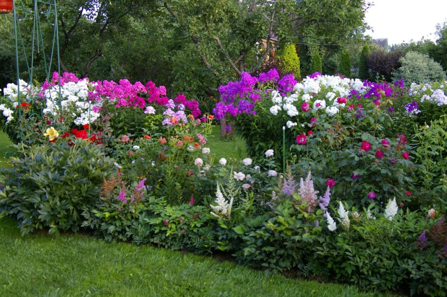 Клумба Флоксы астильба хризантемы