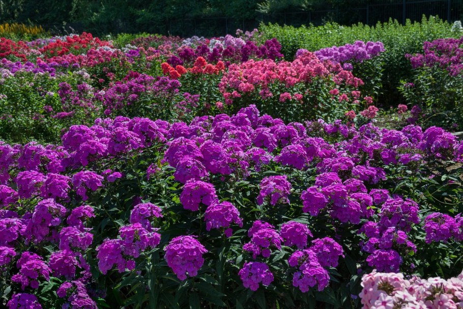 Рабатка с флоксами