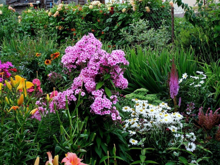 Клумба Флоксы астильба хризантемы