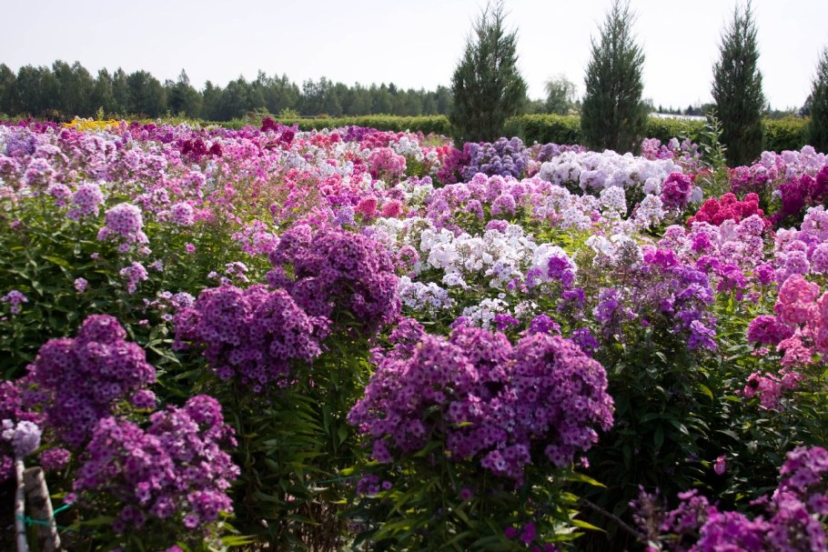 Клумба Мальва дельфиниум Хоста Флоксы рудбекия