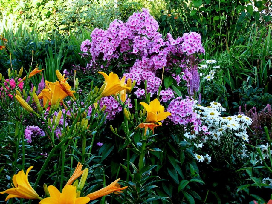 Клумба лилейники, Флоксы, ирисы, пионы, лилии