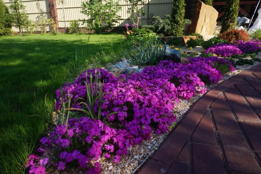 Низкорослые Флоксы