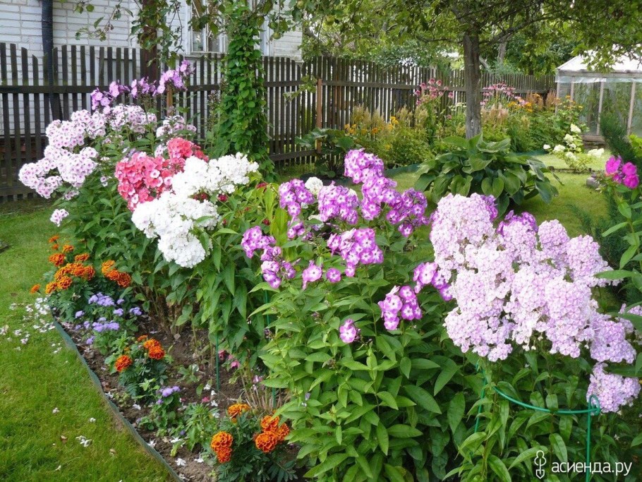 Клумба астильба и Флоксы гортензия