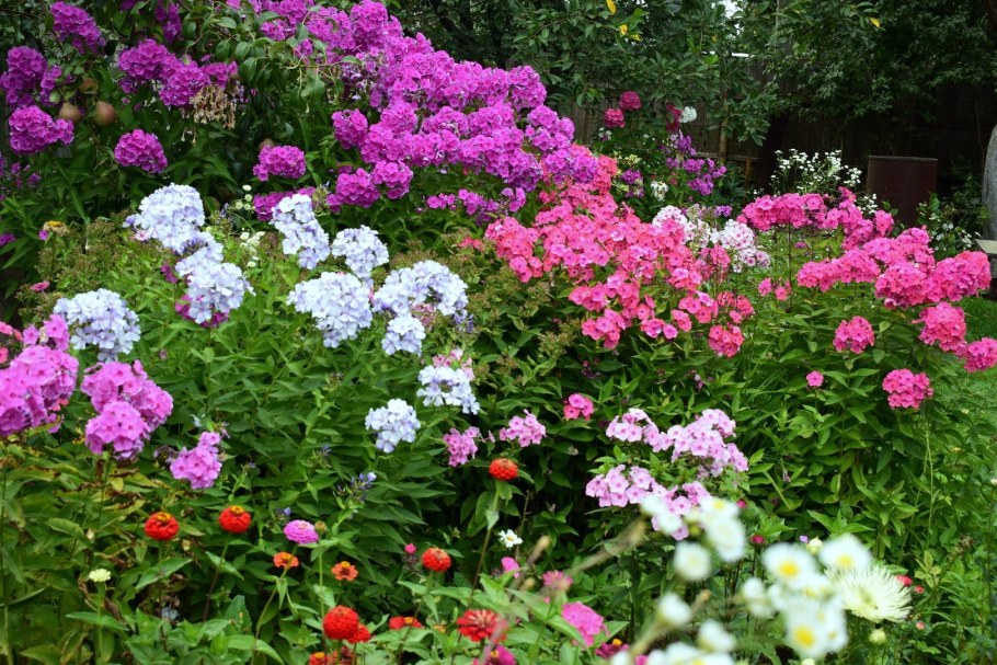 Флокс метельчатый Мирослав