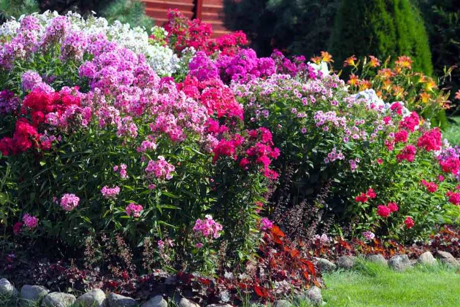 Флоксы в миксбордере