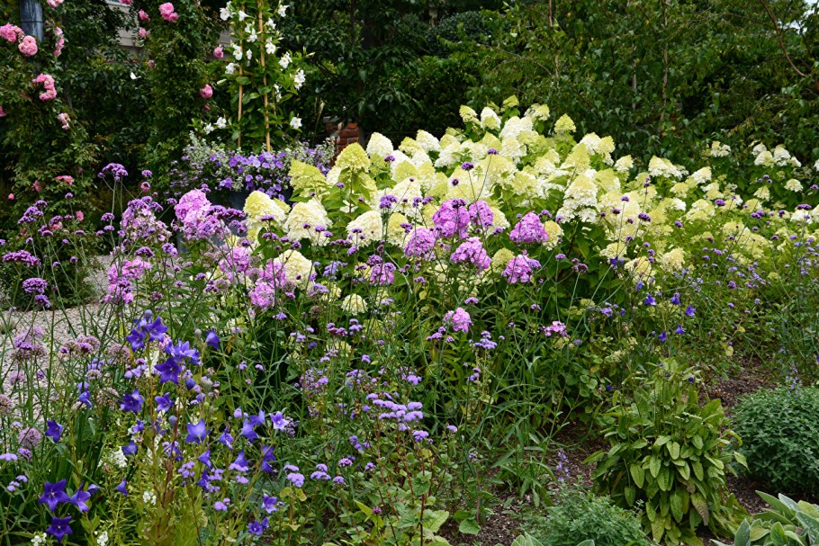 Гортензия Лаймлайт Флокс