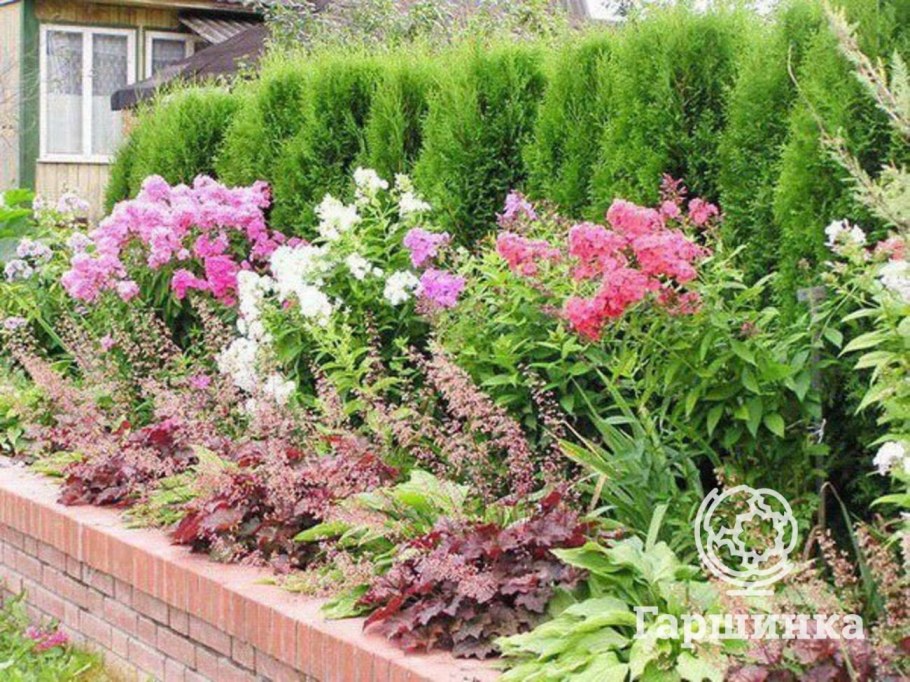 Клумба Хоста астильба гейхера