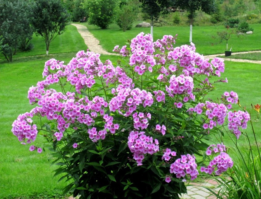 Флоксы метельчатые многолетние