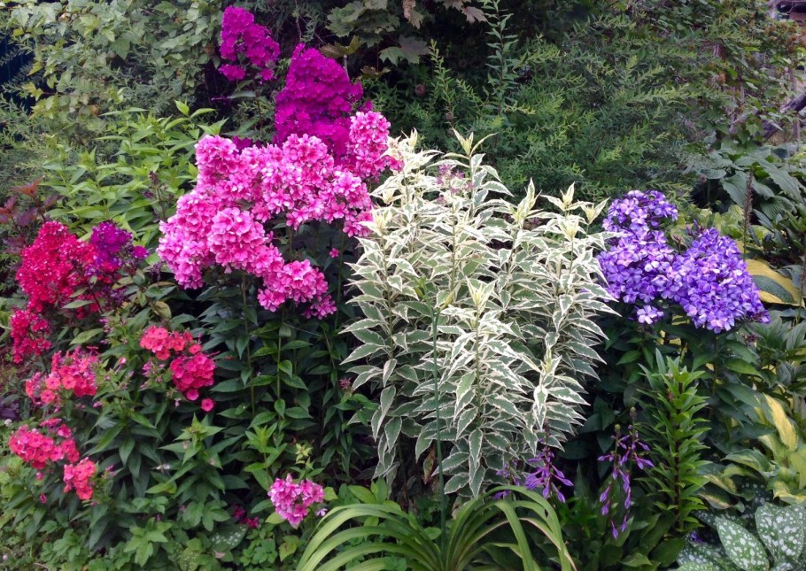 Флокс, астильба, Хоста