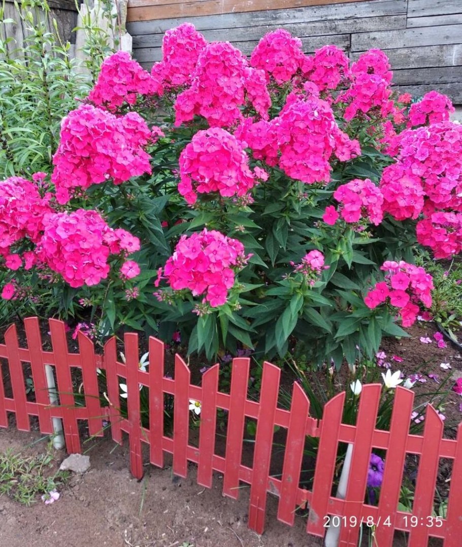 Флоксы садовые