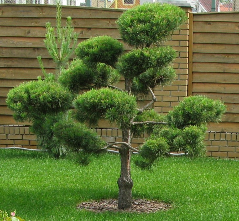 Румелийская сосна ниваки