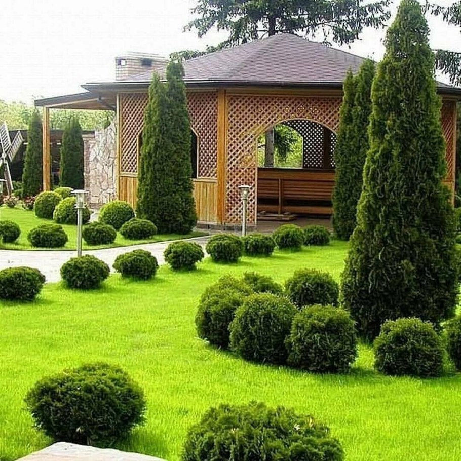 Туя Даника туя Смарагд