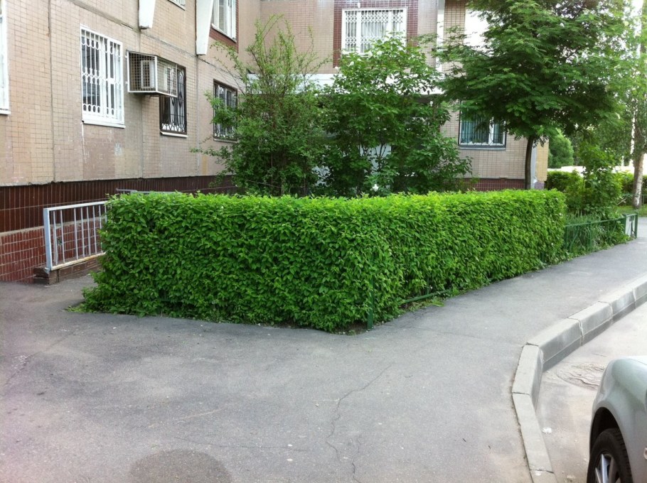 Шпалерная Живая изгородь