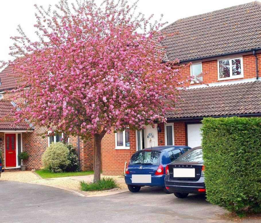 Декоративные деревья перед домом