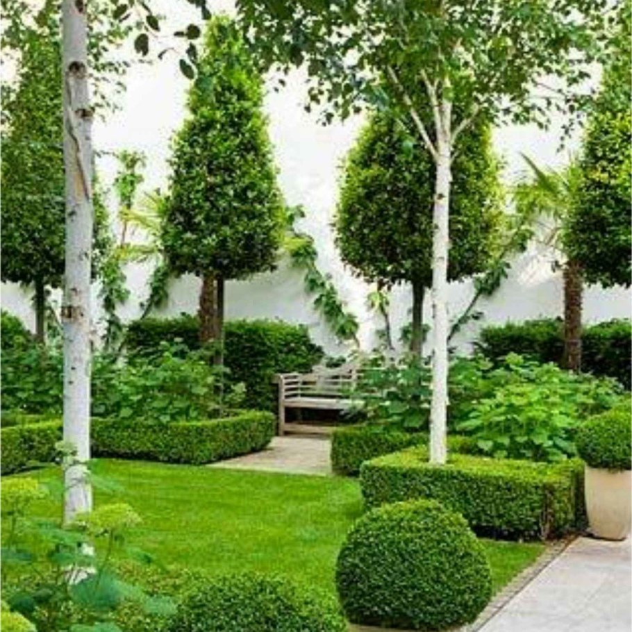 Самшит на аллее