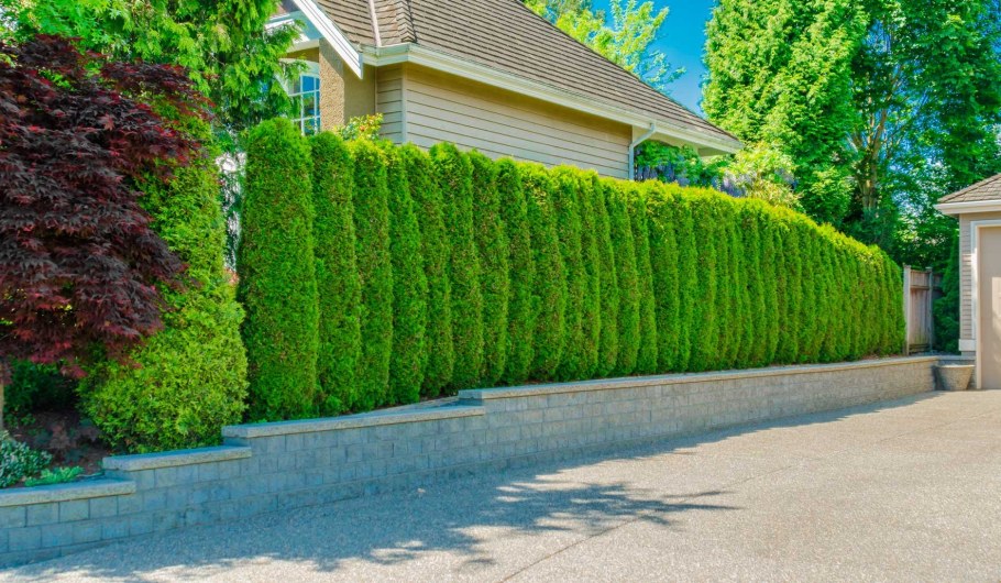 Туя Смарагд Живая изгородь