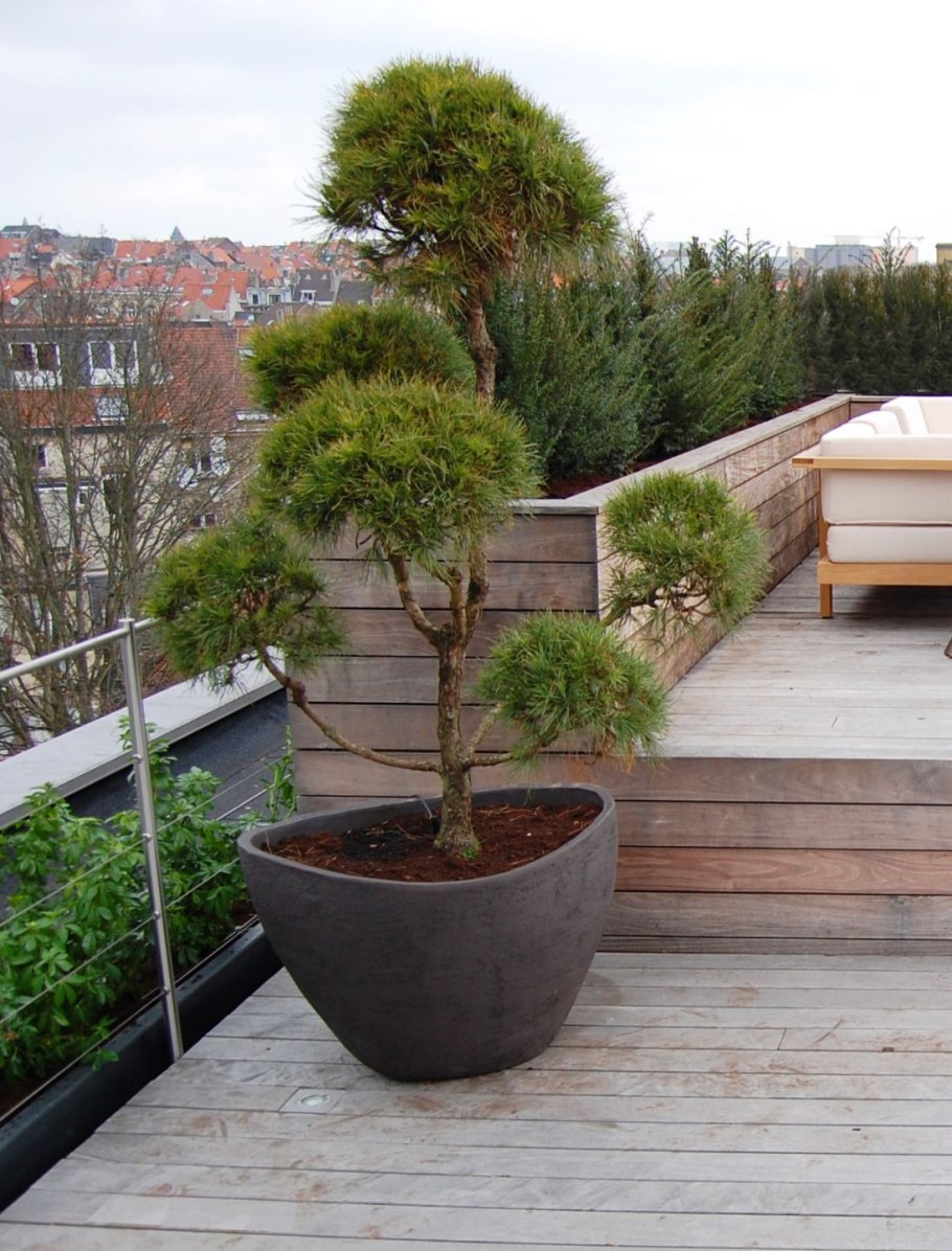 Сосна бонсай крупномер