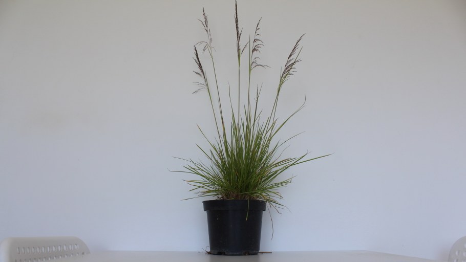 Питомник Дикие травы