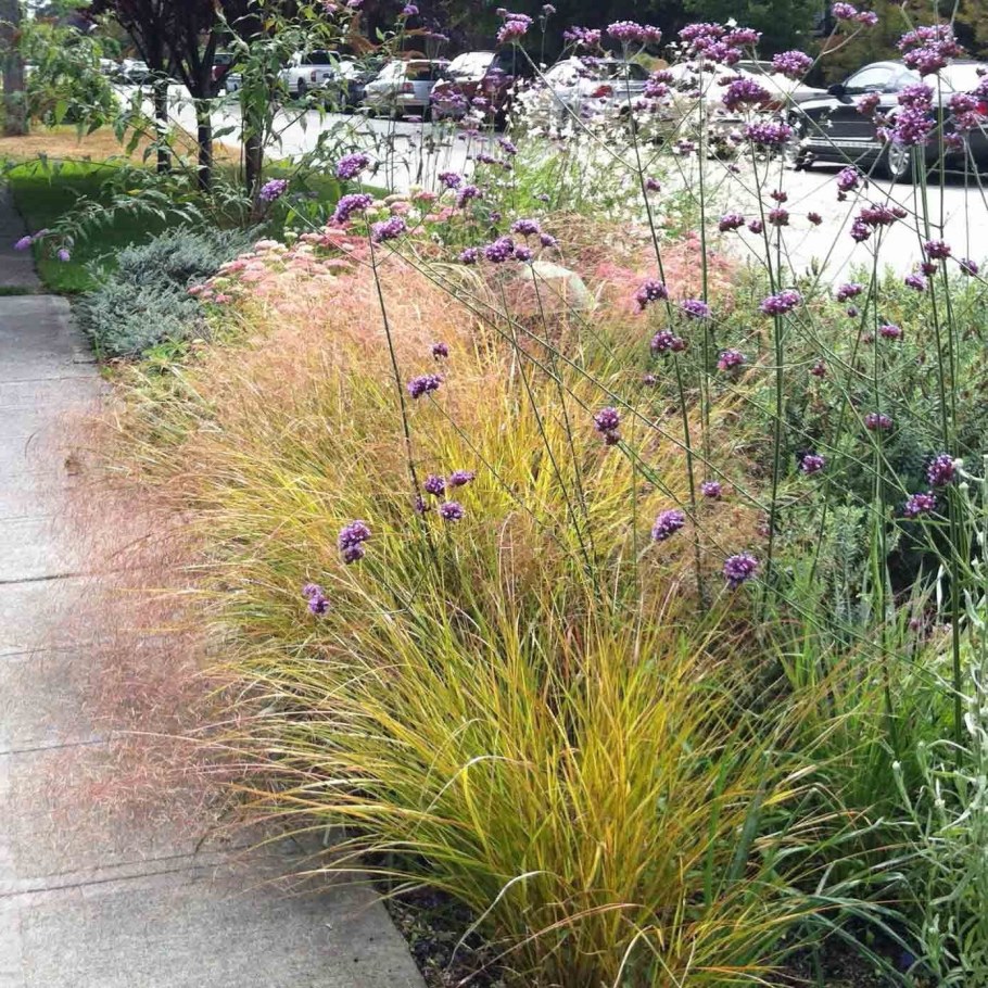 Щучка дернистая Тардифлора