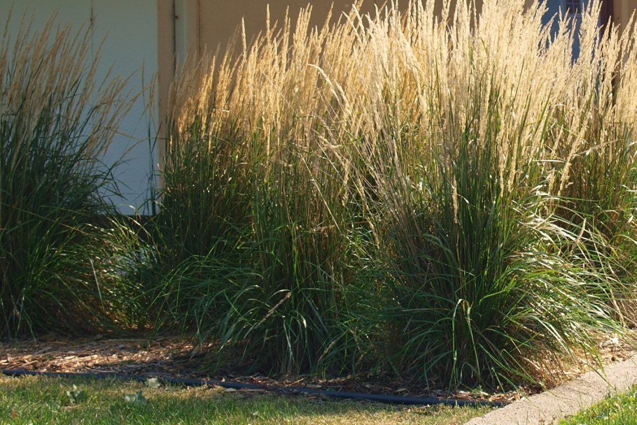 Молиния тростниковая Карл Форстер