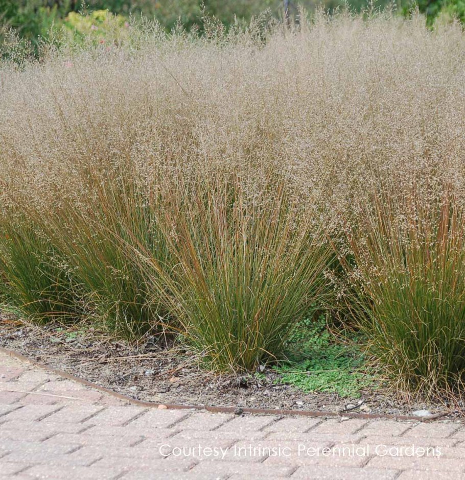 Щучка дернистая Bronzeschleier