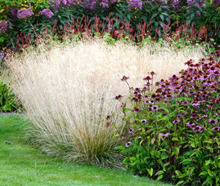 Щучка дернистая Bronzeschleier