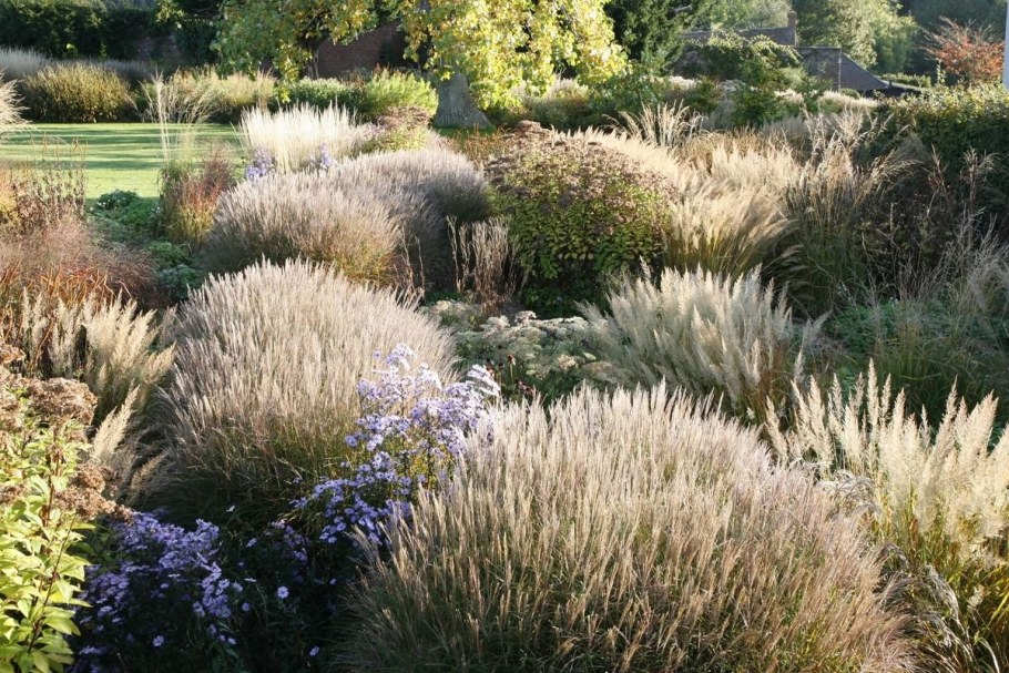 Вейник и шалфей