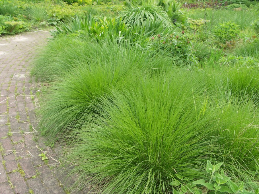 Щучка дернистая Deschampsia cespitosa
