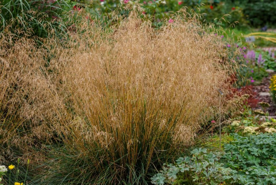 Луговик дернистый Goldschleier