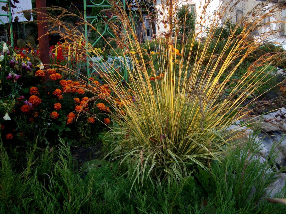 Щучка Осока гейхера