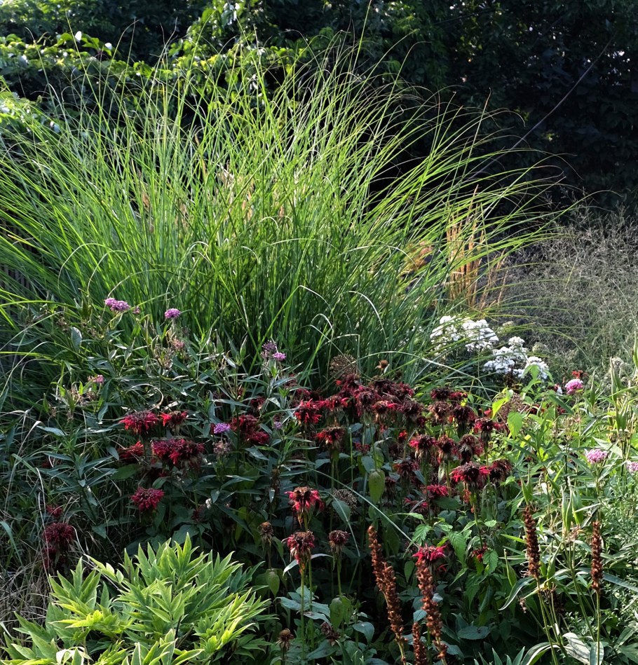 Мискантус щучка дернистая