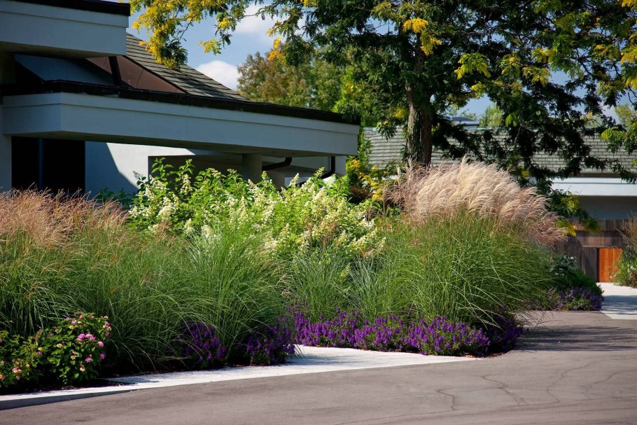 Вейник остроцветковый Ботаническое