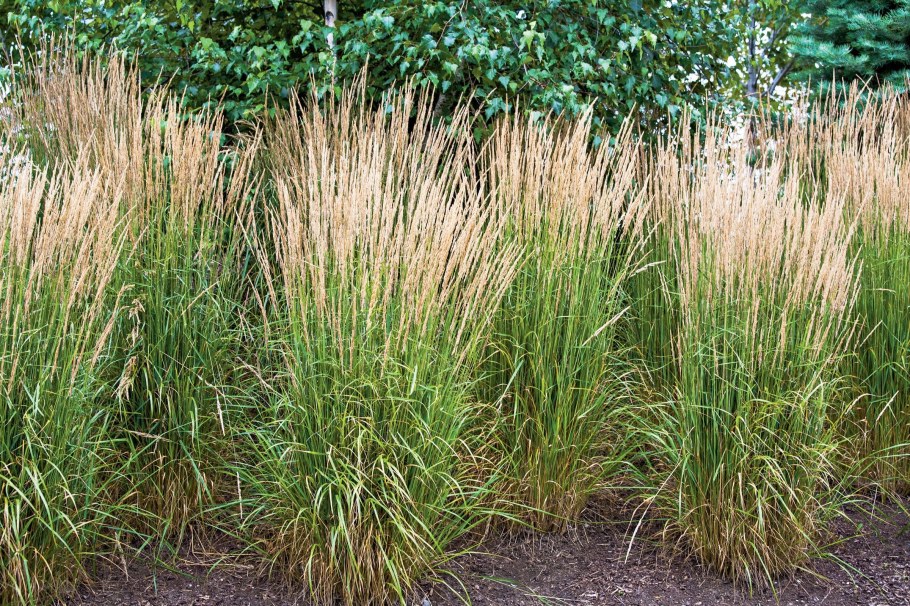 Вейник остроцветковый Overdam