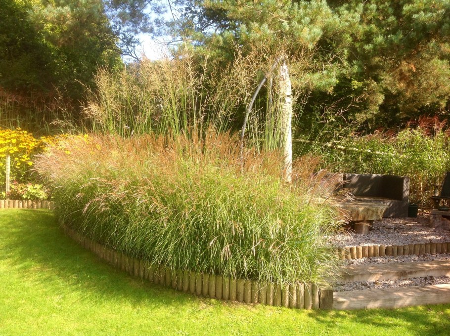 Вейник остроцветковый Карл Форстер