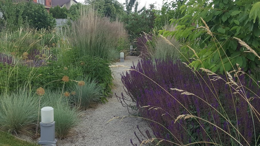 Щучка дернистая Голдтау