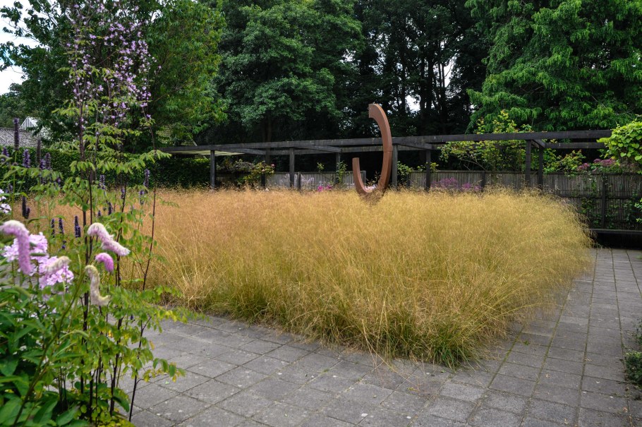 Щучка дернистая "Tardiflora"