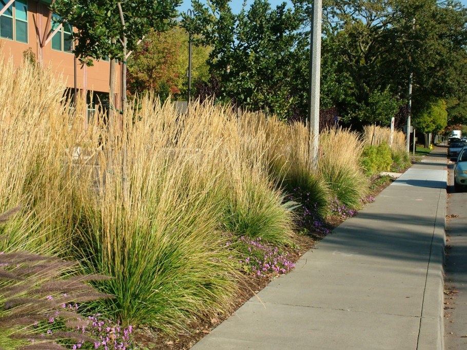 Вейник остроцветковый Карл Форстер