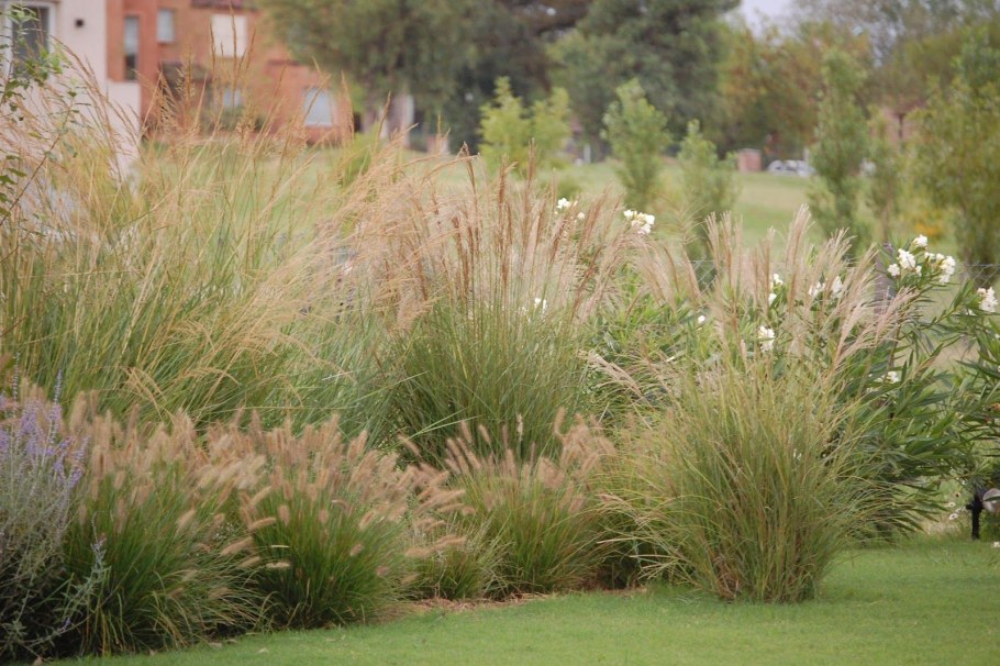 Щучка дернистая