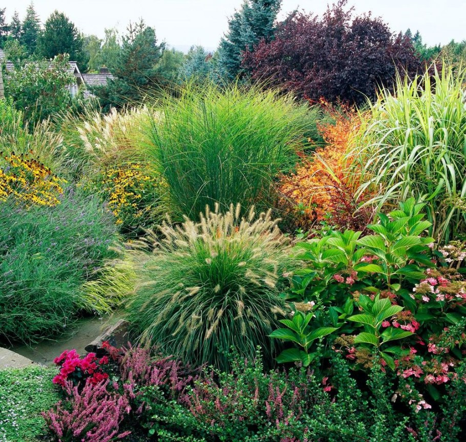 Мискантус в миксбордере