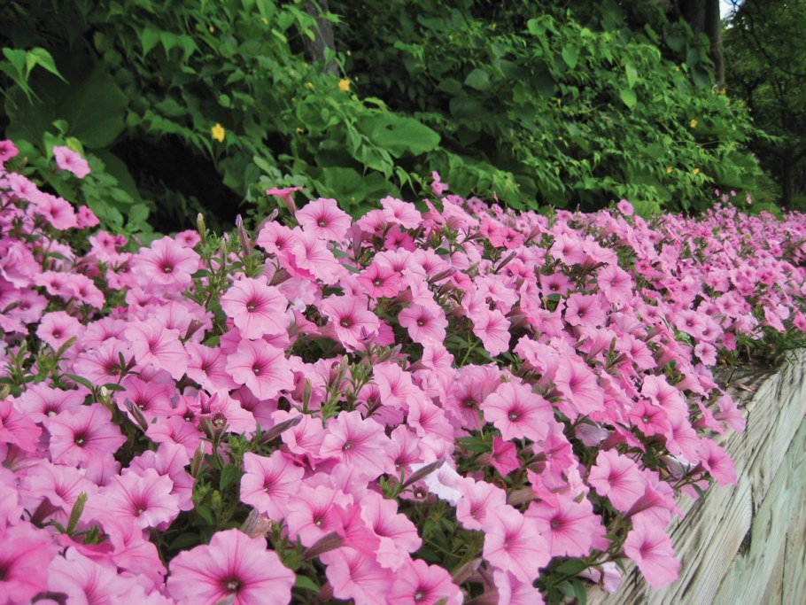 Лиана лаватера