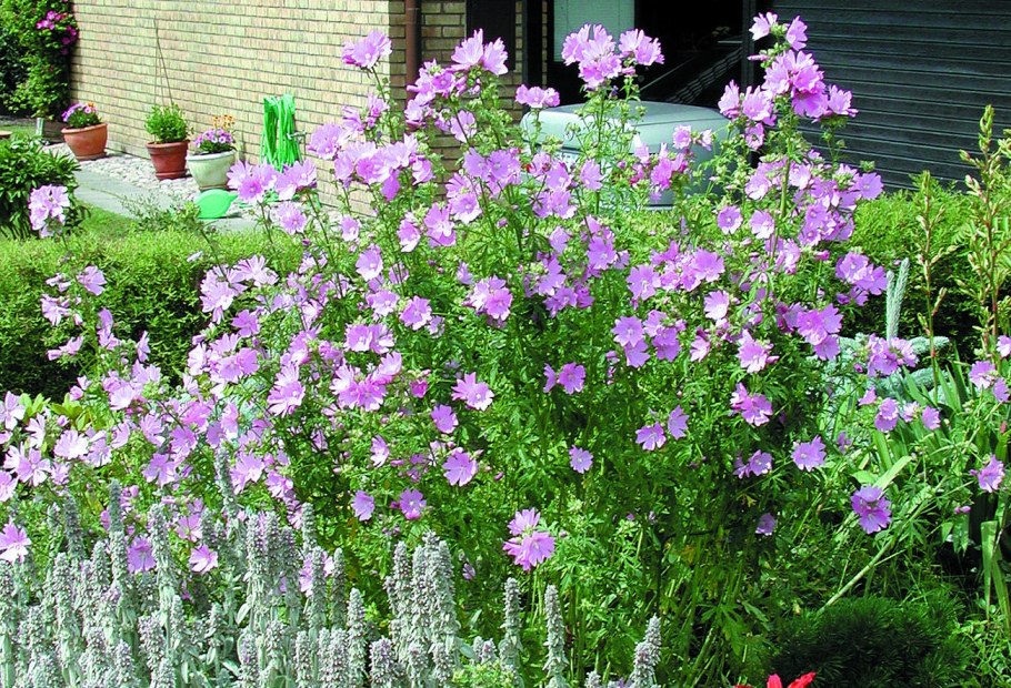 Мальва мускусная ( просвирник)