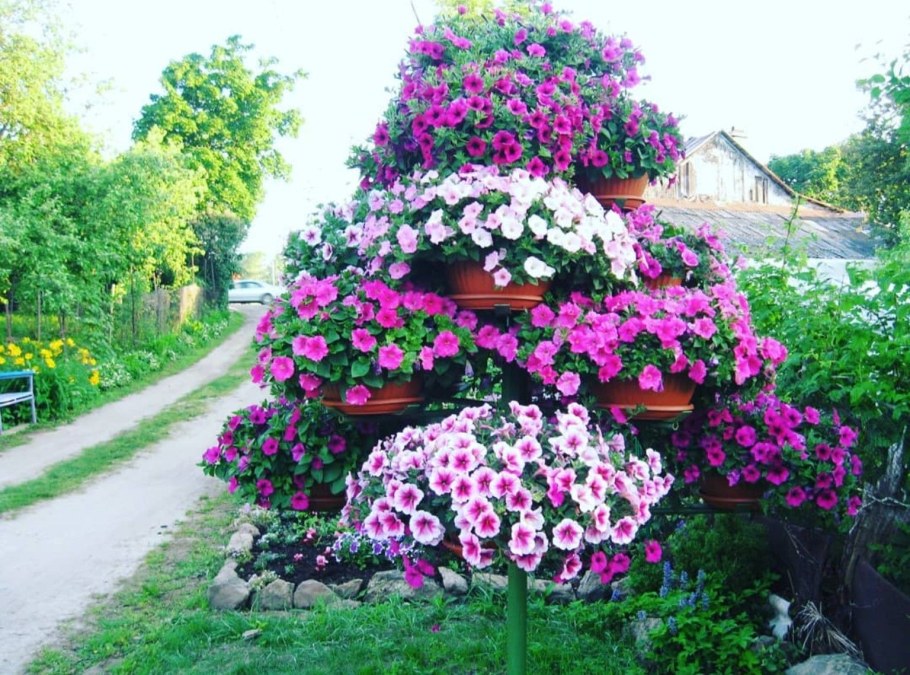 Петуния каскадная Королевская клумба