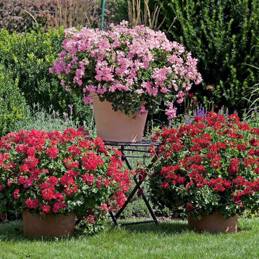 Герань годеция