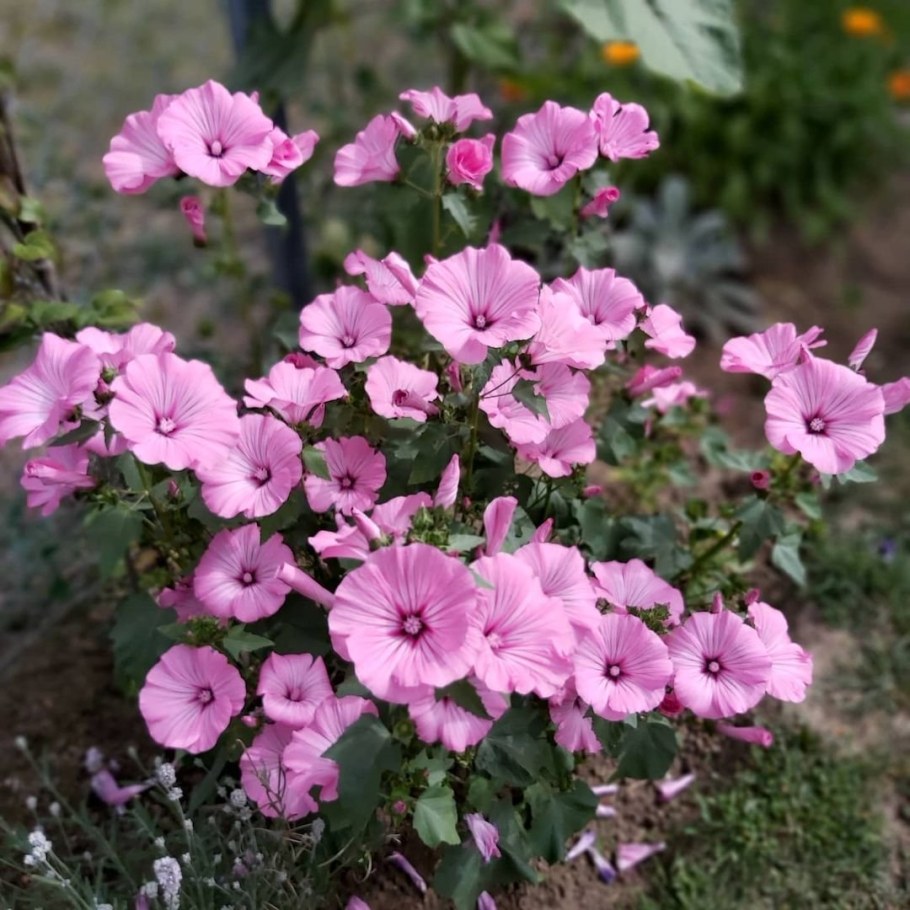 Мальва лаватера