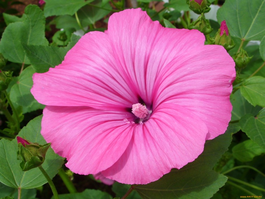 Лаватера Садовая роза